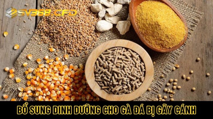 Bổ sung dinh dưỡng cho gà đá bị gãy cánh