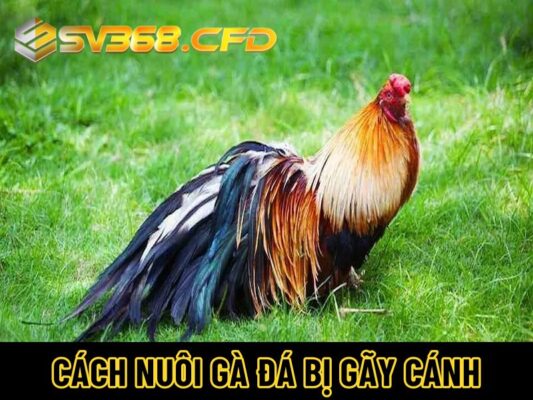 cách nuôi gà đá bị gãy cánh