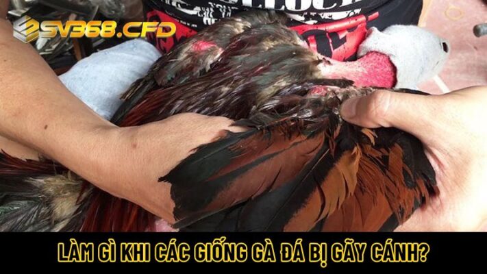 Làm gì khi các giống gà đá bị gãy cánh?