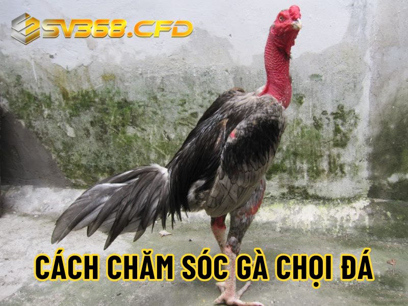 cách chăm sóc gà chọi đá