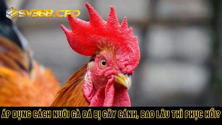 Áp dụng cách nuôi gà đá bị gãy cánh, bao lâu thì phục hồi?