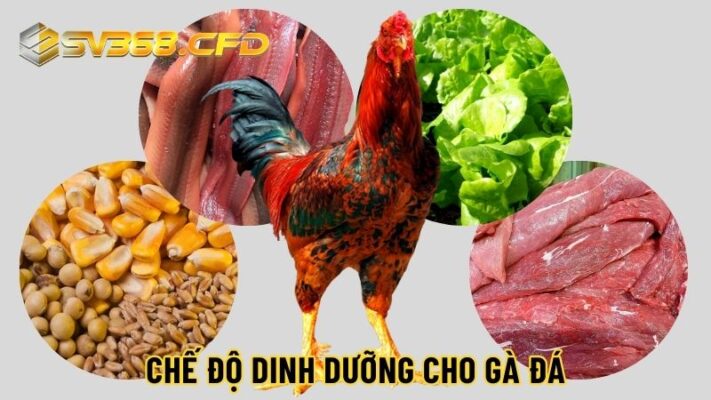 Những thực phẩm cần thiết áp dụng cách chăm sóc gà chọi đá