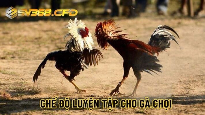 Sắp xếp chế độ luyện tập phù hợp nhất cho gà chọi đá