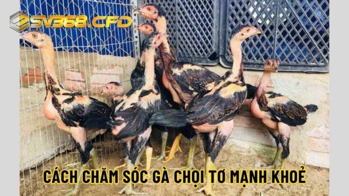 Chế độ chăm sóc, tập luyện cho gà chọi đá tơ (dưới 8 tháng tuổi)