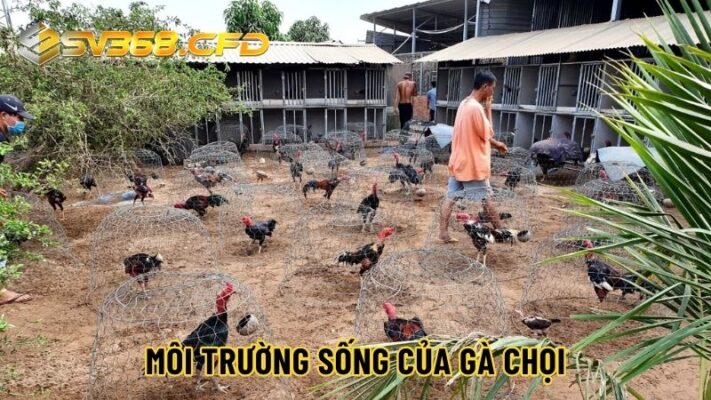 Môi trường sống của gà chọi đá cần phải thoáng đáng, sạch sẽ