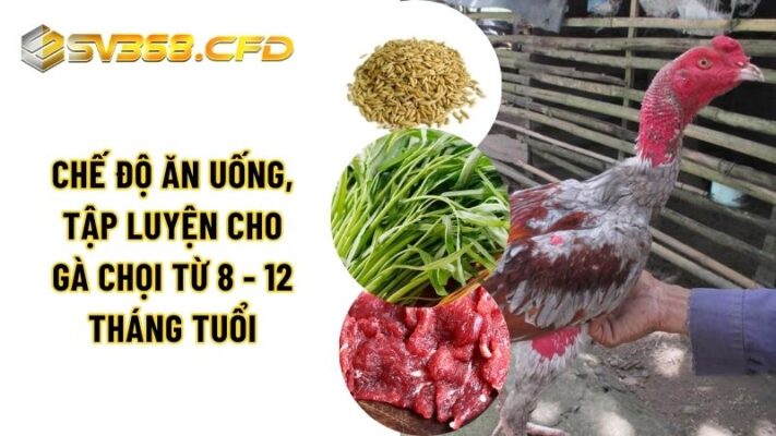 Chế độ chăm sóc, tập luyện cho gà chọi đá từ 8 - 12 tháng tuổi