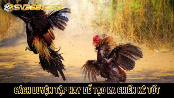 Cách luyện tập hay để tạo ra chiến kê tốt