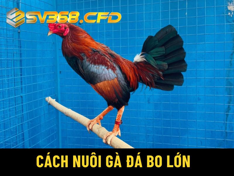 cách nuôi gà đá bo lớn