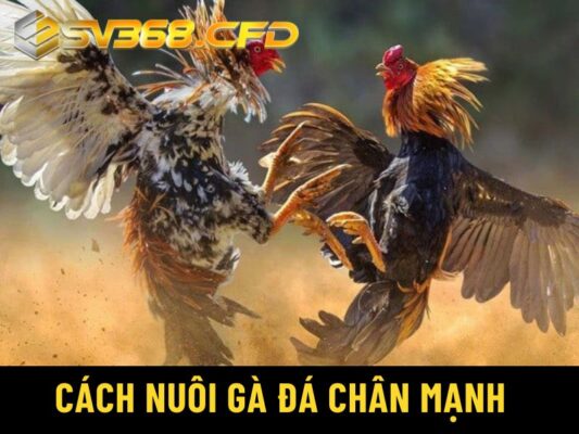 cách nuôi gà đá chân mạnh