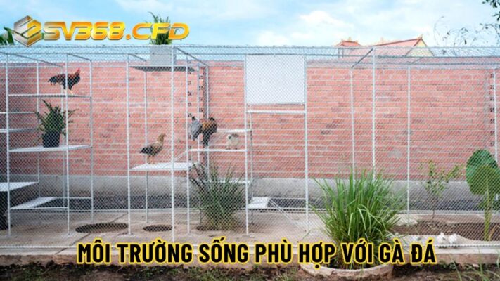 Môi trường sống gà đá cựa sắt cần phải thoáng đãng, sạch sẽ