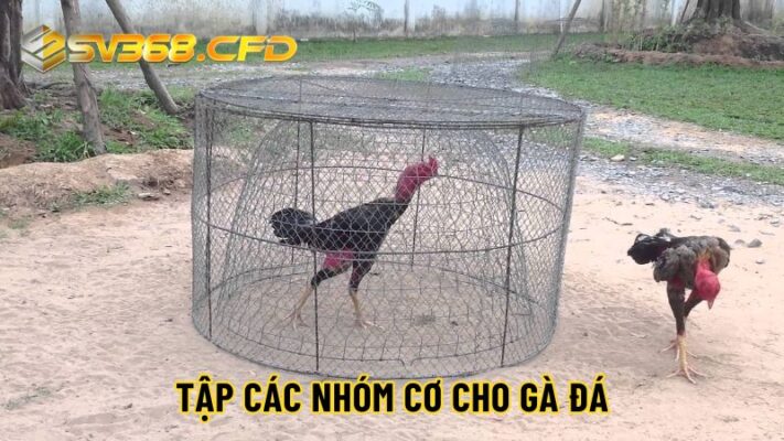 Tập chạy lồng giúp phát triển nhóm cơ đùi cho gà nòi đá cựa sắt