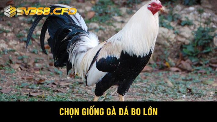 Chọn giống gà đá bo lớn