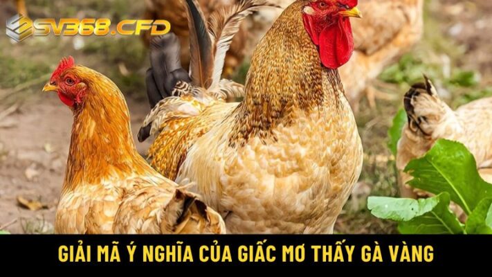 Ý nghĩa giấc mơ thấy gà vàng - Nằm mơ thấy gà vàng đánh số gì?