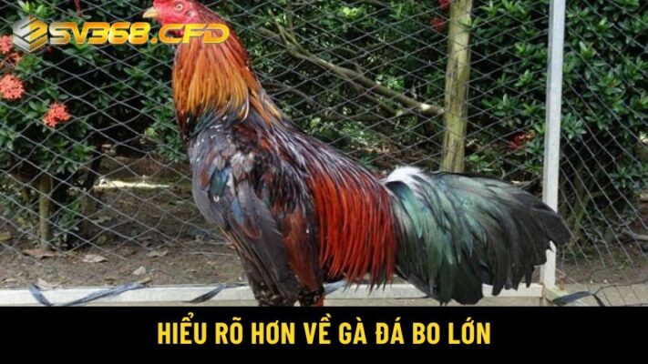 Hiểu rõ hơn về gà đá bo lớn