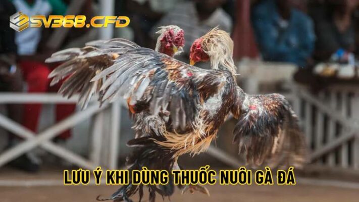 Lưu ý sư kê cần quan tâm khi dùng thuốc cho gà đá