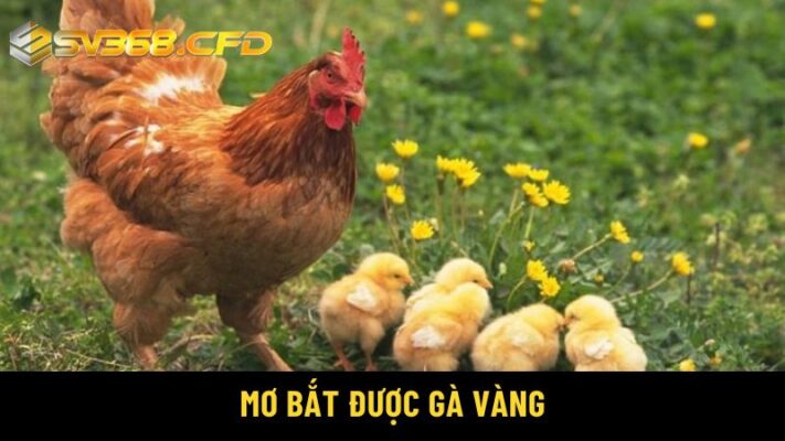 Mơ bắt được gà vàng