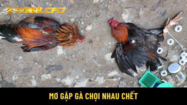 Nằm mơ thấy gà chết đánh số gì?Mơ gặp gà chọi nhau chết