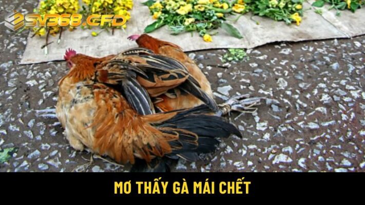 Nằm mơ thấy gà chết đánh số gì?Mơ thấy gà mái chết