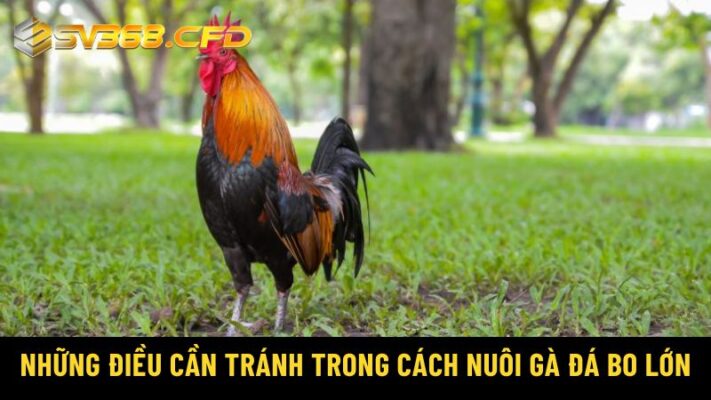 Những điều cần tránh trong cách nuôi gà đá bo lớn