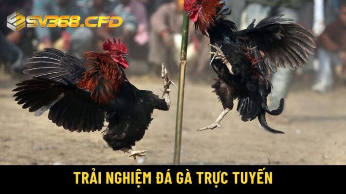 Trải nghiệm đá gà trực tuyến